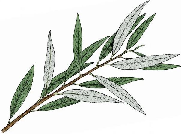 A Willow Leaf Plant