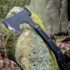Hundr Hatchet with Convex Blade Edge